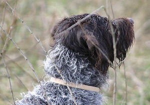 www.griffon-vom-kammeltal.de Arabella