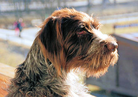 www.griffon-vom-kammeltal.de C�sar