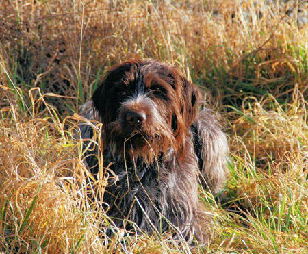 www.griffon-vom-kammeltal.de Carlo