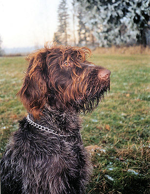 www.griffon-vom-kammeltal.de Carlo