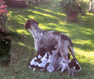 www.griffon-vom-kammeltal.de Bella Biene vom Wildschtz Welpen