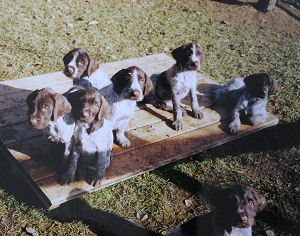 www.griffon-vom-kammeltal.de Welpen
