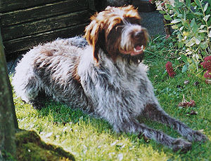 www.griffon-vom-kammeltal.de Biene vom Wildschtz Bella