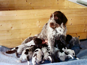 www.griffon-vom-kammeltal.de Bine Bella Welpen Welpe