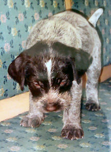 www.griffon-vom-kammeltal.de Charly Welpe Welpen