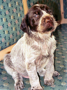 www.griffon-vom-kammeltal.de Csar Welpe Welpen