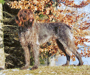 www.griffon-vom-kammeltal.de Ben vom Feistenbach