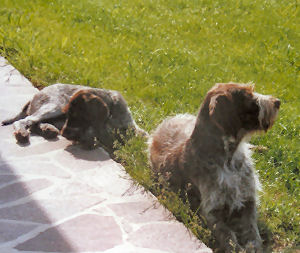 www.griffon-vom-kammeltal.de Biene vom Wildschtz Bella Cora